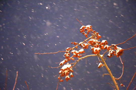 雪夜 紅果