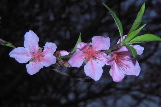 桃花