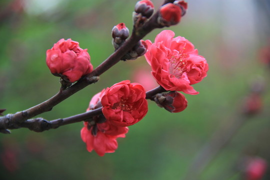 粉色桃花