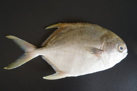 金鯧魚特寫 黃鯧魚高清