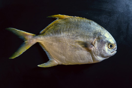 金鯧魚特寫 黃鯧魚高清