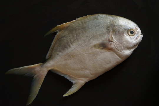 金鯧魚特寫 黃鯧魚高清
