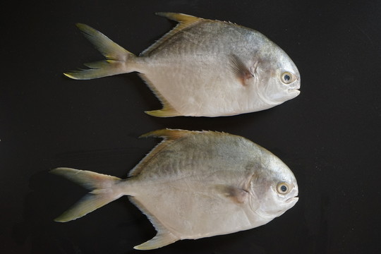 金鯧魚特寫 黃鯧魚高清