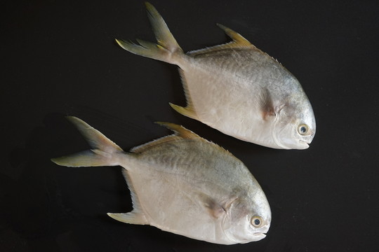 金鯧魚特寫 黃鯧魚高清