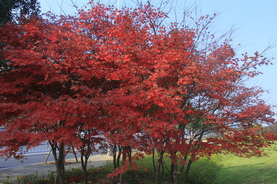 紅楓雞爪槭