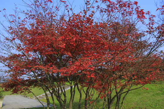 紅楓雞爪槭