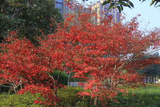 紅楓雞爪槭