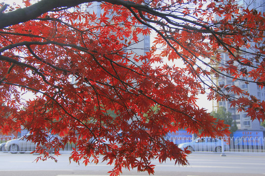 紅楓雞爪槭