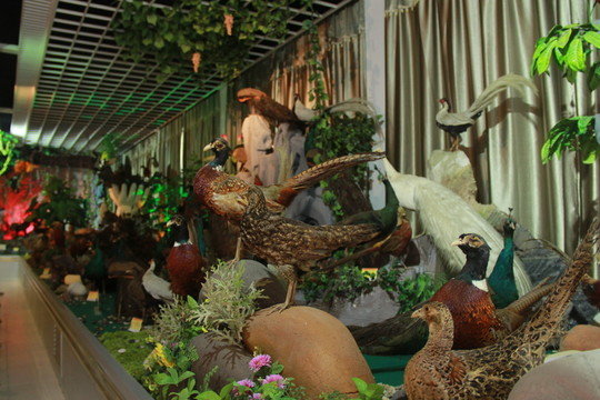 動(dòng)物標(biāo)本館