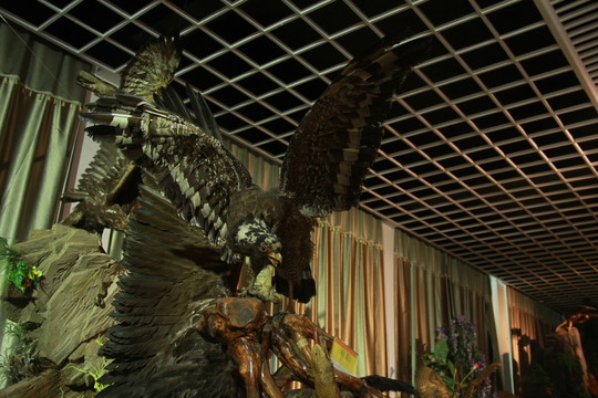 貓頭鷹標(biāo)本