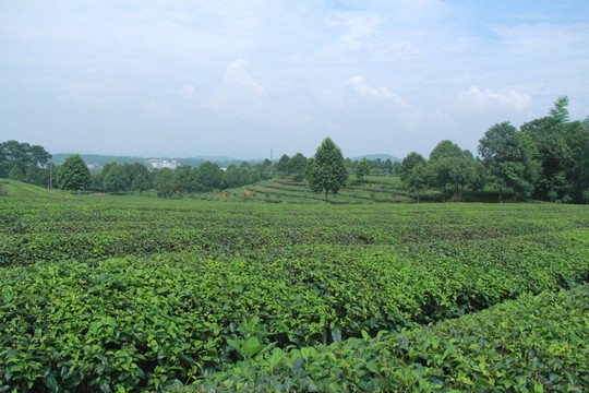 茶園茶廠(chǎng)