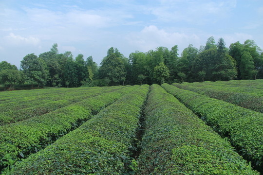 茶園茶廠
