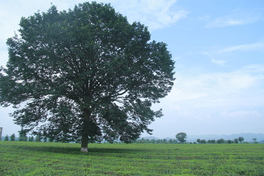 茶園茶廠
