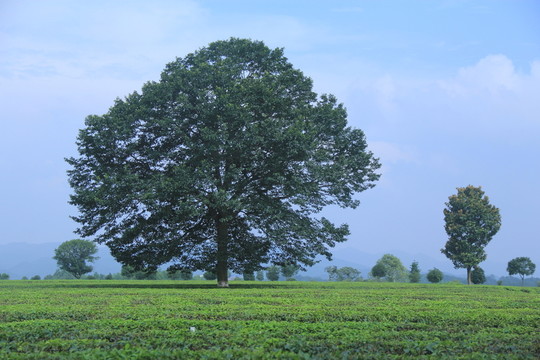金井茶廠