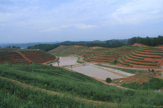 茶園茶廠