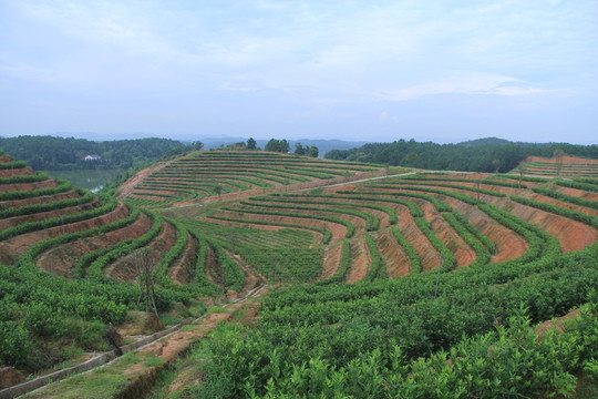 茶園茶廠