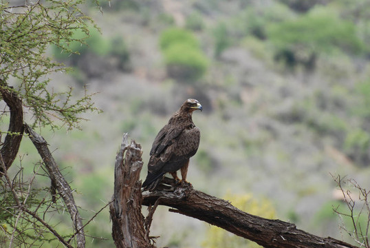 鷹（Aquila nipalensis orientalis）