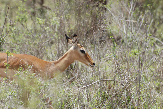 雌性黑斑羚（Aepyceros melampus petersi）