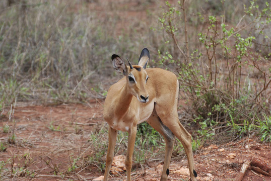 雌性黑斑羚（Aepyceros melampus petersi）
