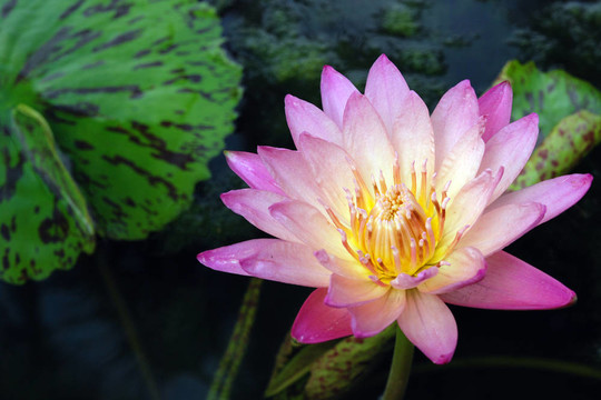 水上粉紅蓮花