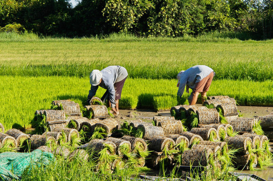 泰國農(nóng)民種植樹苗大米。