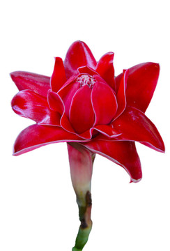 對瓷玫瑰紅的花
