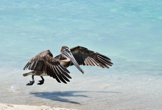 徘徊在Pelican