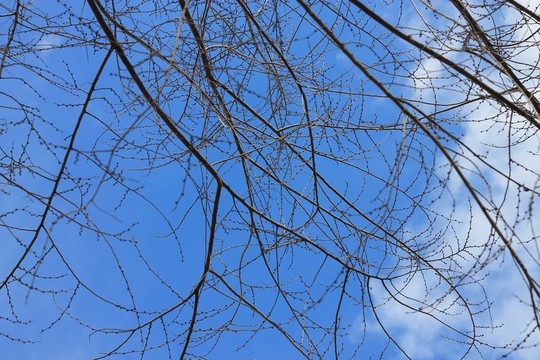 春天的天空穿過樹林
