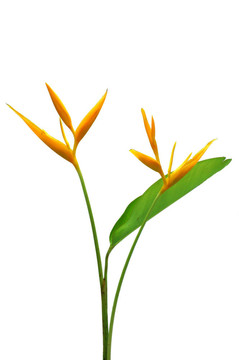 美麗的蝎尾蕉花盛開的鮮艷的顏色