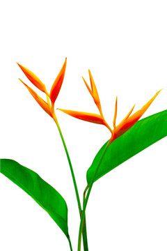 美麗的蝎尾蕉花盛開(kāi)的鮮艷的顏色