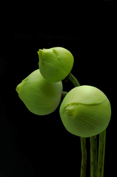 黑底綠蓮花。