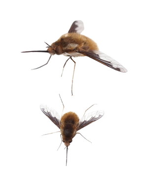 蜜蜂飛；Bombylius Major；分離