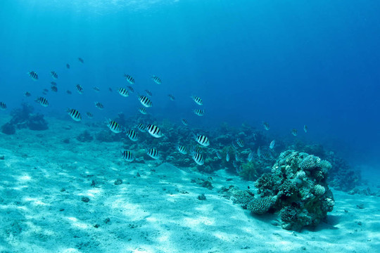 水下魚群