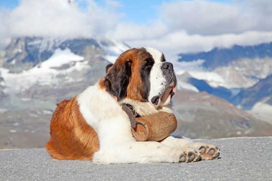 圣Bernard Dog
