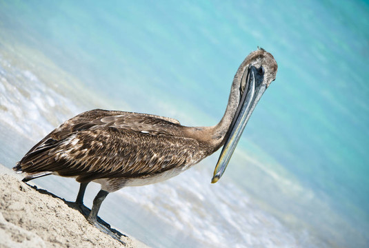 冒充Pelican