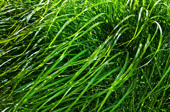 風(fēng)的野草