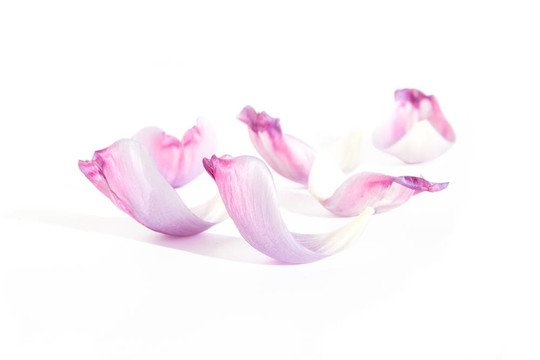 郁金香的花瓣