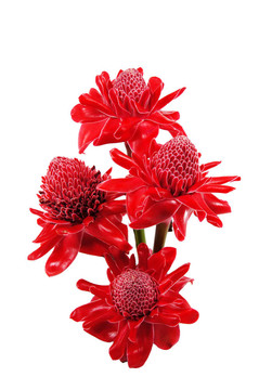對瓷玫瑰紅的花