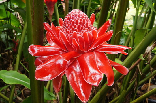 對瓷玫瑰紅的花