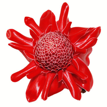 對瓷玫瑰紅的花