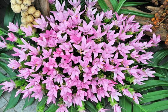 Flowers的背景