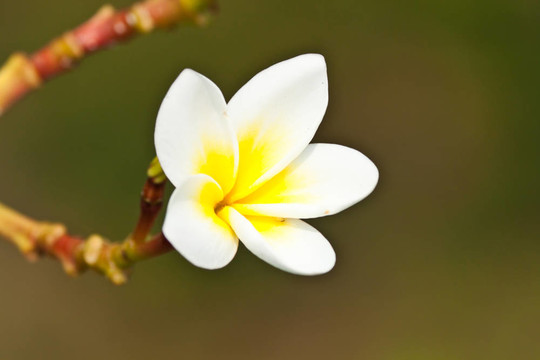 雞蛋花，雞蛋花；