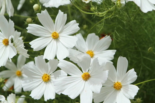 西藏山上的花