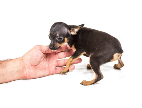 俄羅斯玩具犬；孤立在白色背景