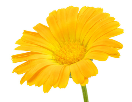 橙花