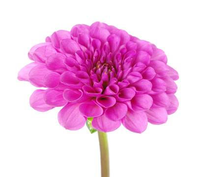 粉紅色的花