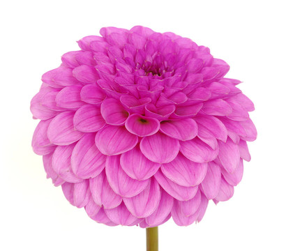 粉紅色的花