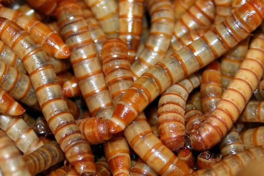 黃粉蟲(chóng)