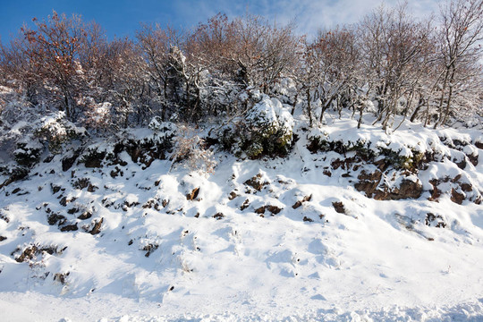 白雪皚皚的山坡上