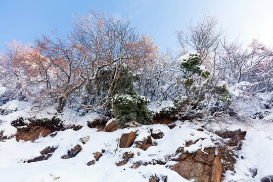 白雪皚皚的山坡上